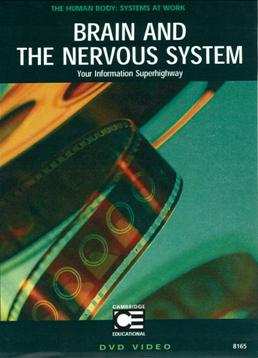 Brain and the nervous system your information superhighway